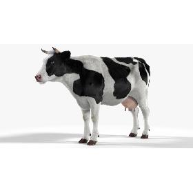 Cow Realistic